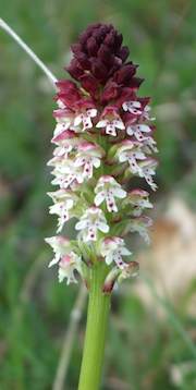 Picture of local flowers